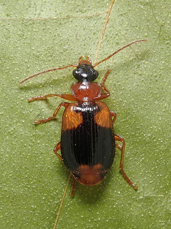 Carabidae: Lebia humeralis